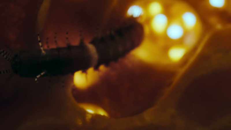A polychaete worm
