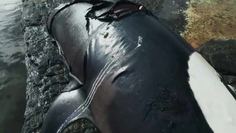 A postmortem revealed he had drowned