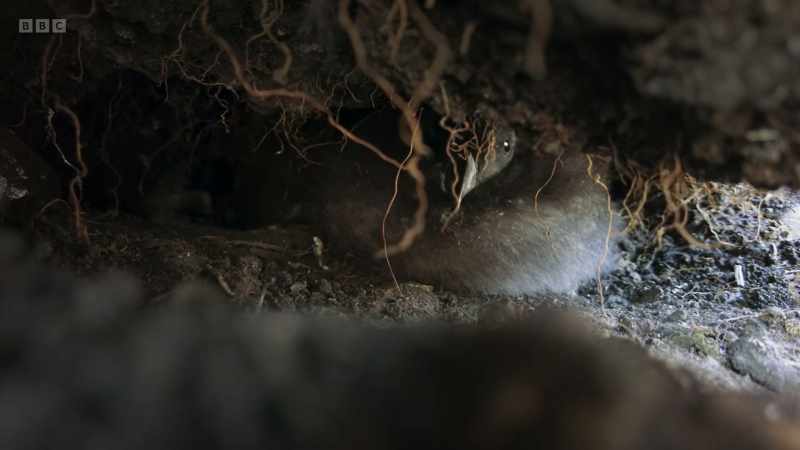 A puffling, only two weeks old