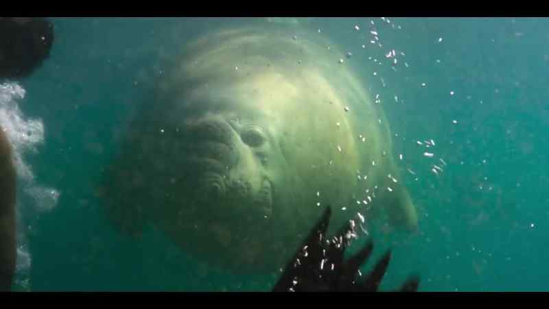 A raider from Antarctic waters
