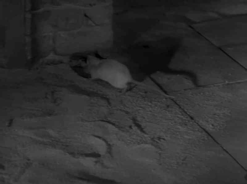 A rat
