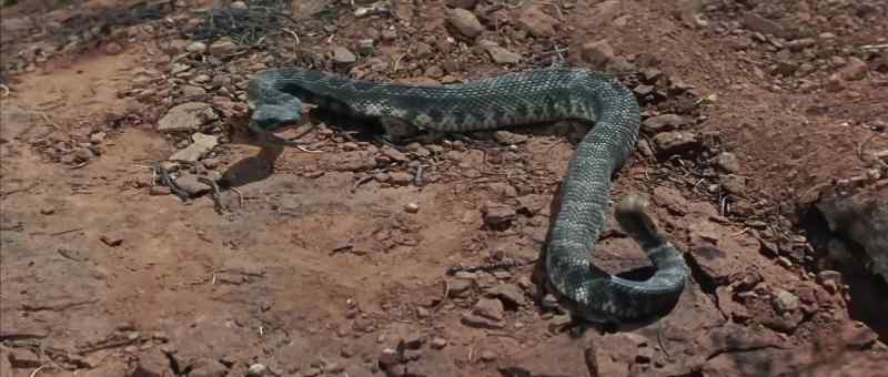 A rattlesnake!