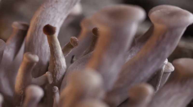 A really important difference between plants and fungi