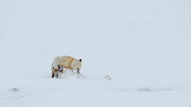 A red fox is last to the scene