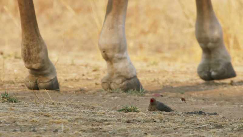 A resourceful little bird with an unusual diet