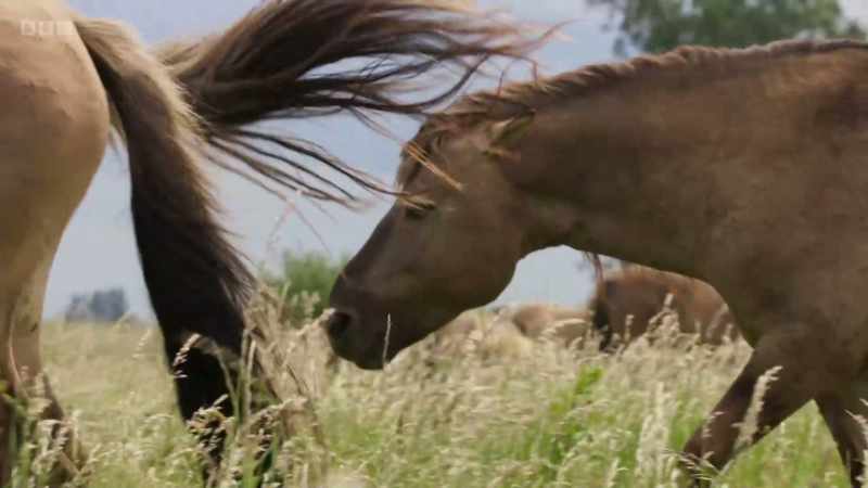 A rival stallion notices her condition
