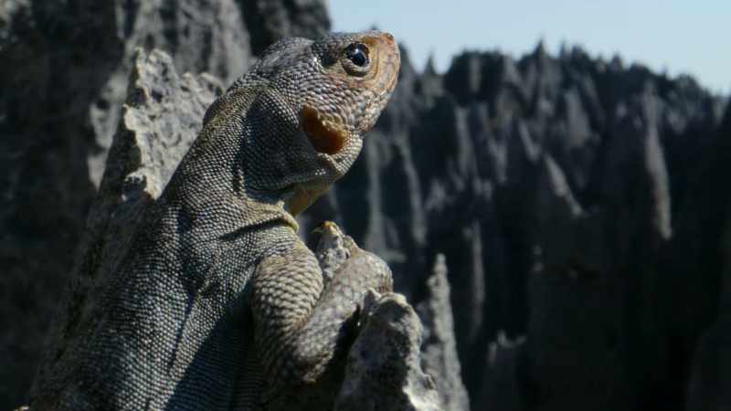 A rock iguana