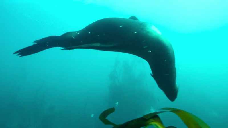 A rogue Cape fur seal has terrorized the colony all summer