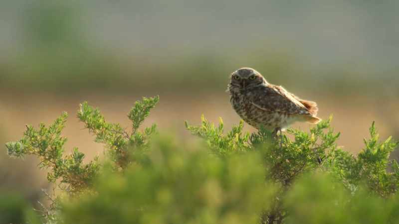 A safe environment for their growing owlets