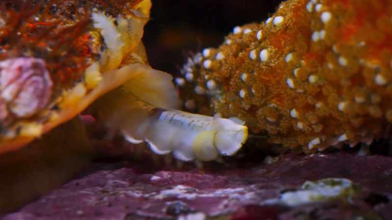 A scale worm with a nasty nip