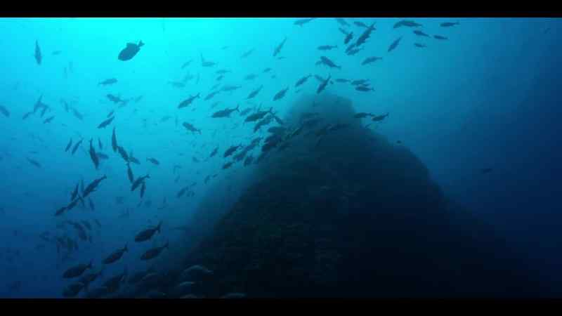 A seamount rising from the abyss