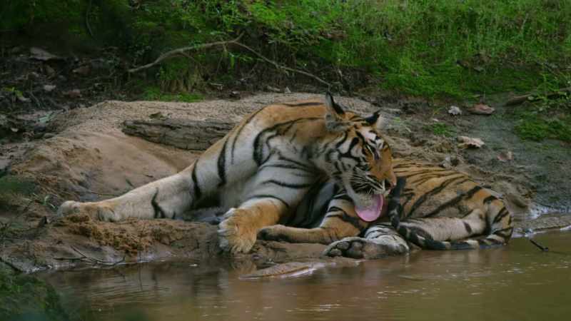 A serious injury to a mother tiger