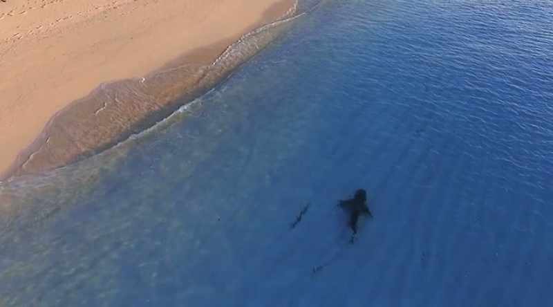 A shark accidentally going for people at Myrtle Beach