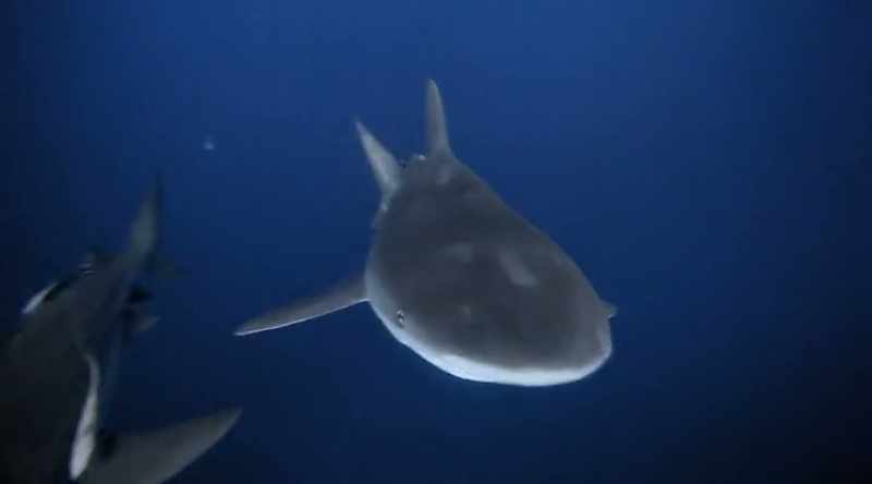 A sharks' ability to grip may be what makes it so deadly