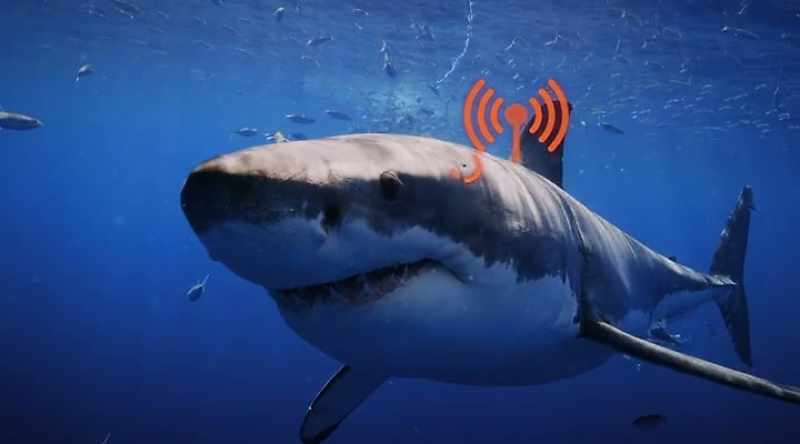 A shark's hearing is equally impressive