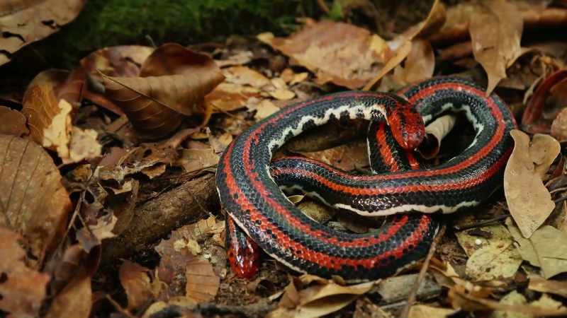 A sheer variety of animals and plants