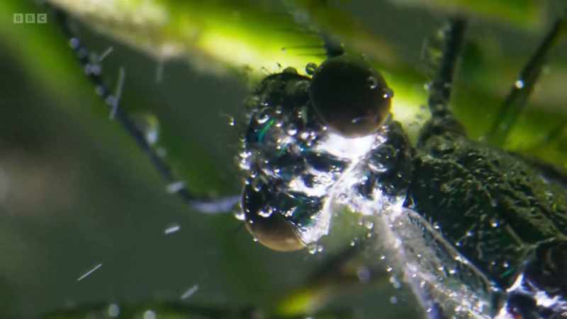 A silver layer of bubbles allows her to breathe