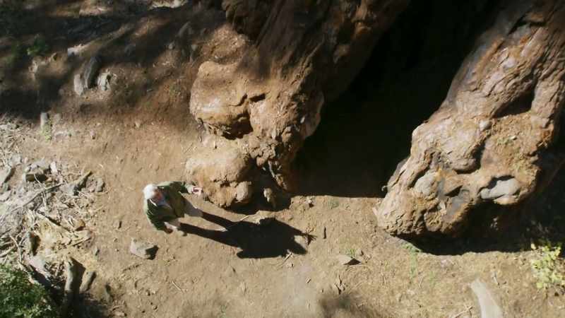 A single giant sequoia in its lifetime