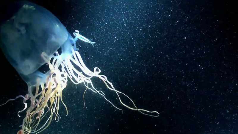 A SINGLE SEA WASP IS ARMED WITH ENOUGH VENOM