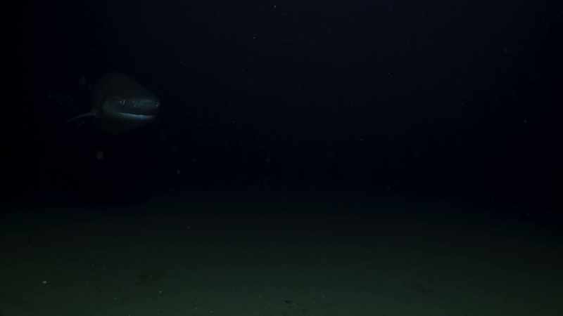 A sixgill shark, as big as a great white