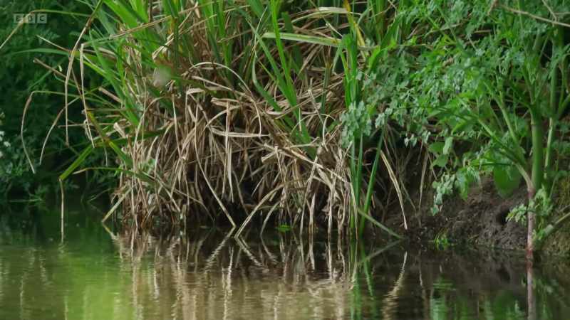 A small hole in the river bank