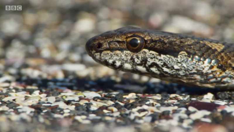 A snake's eyes aren't very good