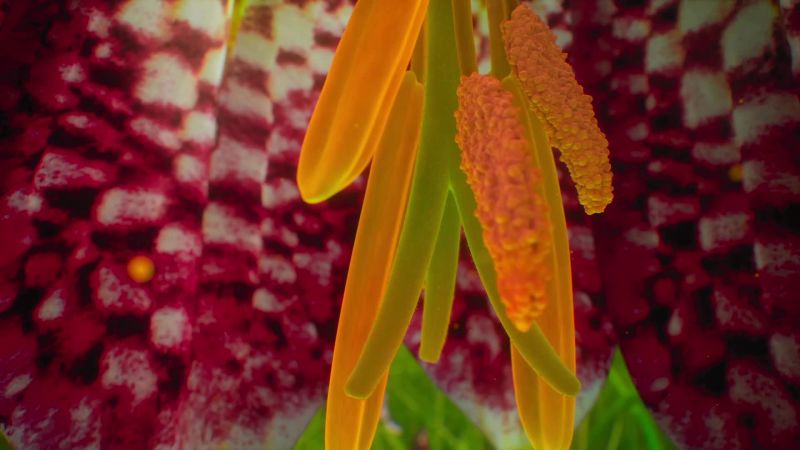 A snake's head fritillary packed with nectar and pollen