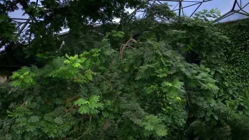 A specially designed irrigation system captures rainfall