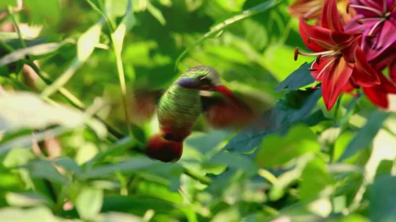 A species-appropriate diet, let's say, for hummingbirds would be nectar