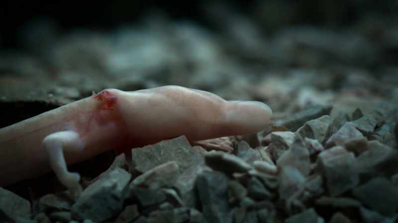 A species that has been hidden away in the dark