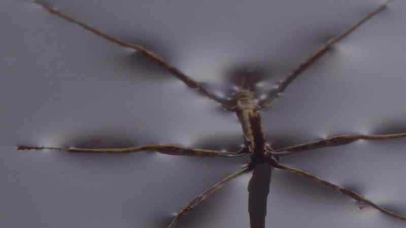 A stick insect held fast to the water by surface tension
