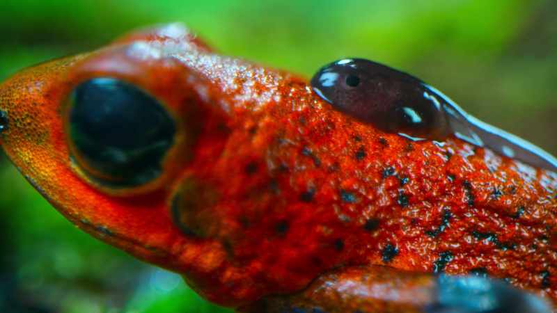 A strawberry dart frog