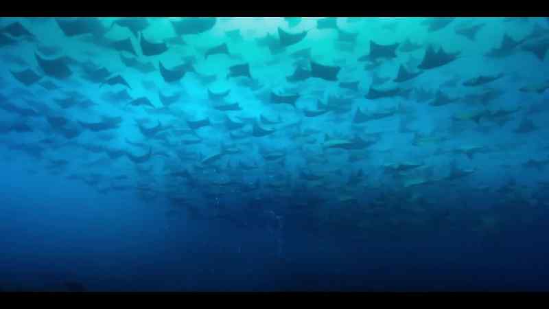 A stronghold for so many rays