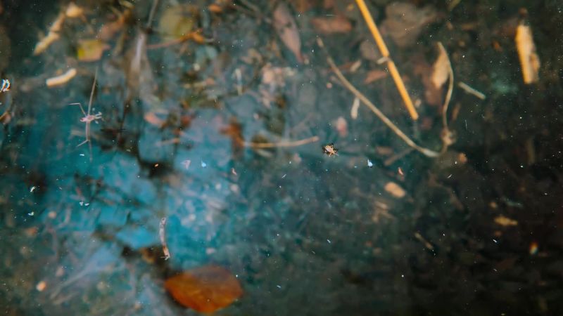 A struggling water-lily beetle has the strider circling