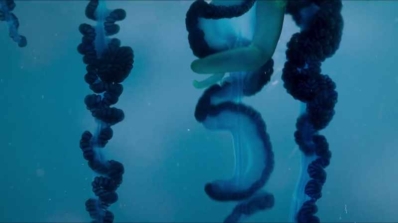 A tentacle has caught this one, and reels it in