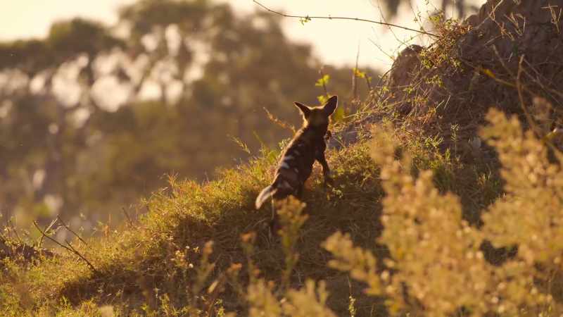 A termite mound makes the perfect climbing frame