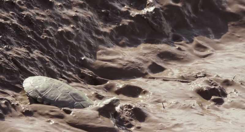 A terrapin senses it too and will dig deep into the mud while he can