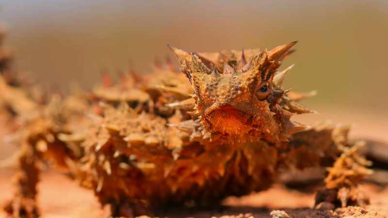 A thorny devil, only the length of a pencil