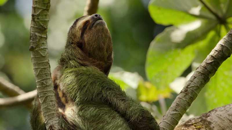 A three-fingered sloth