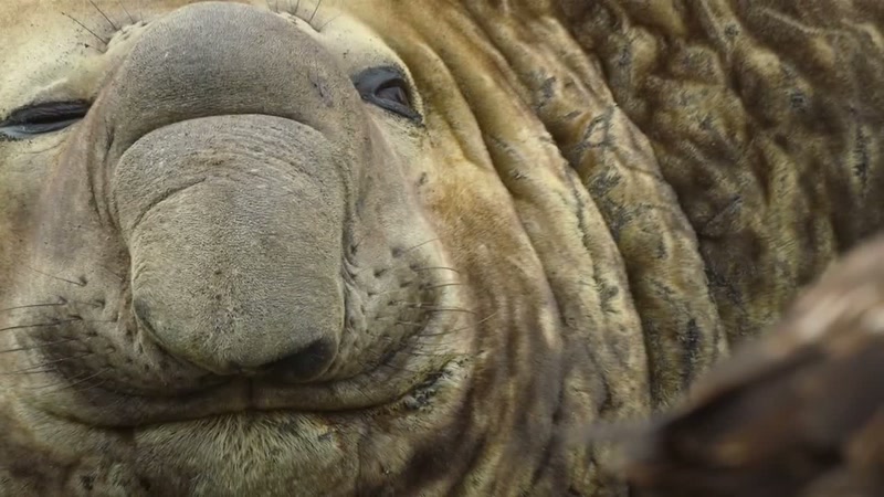 'A three-tonne elephant seal