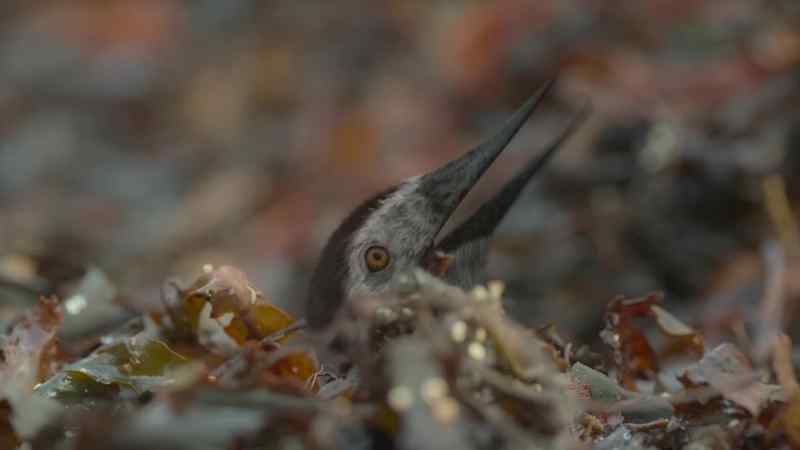 A tiny Alcione hatchling, just a few inches high