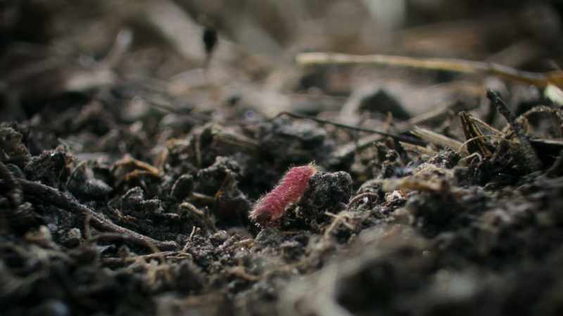 A tiny grub seems an easy target