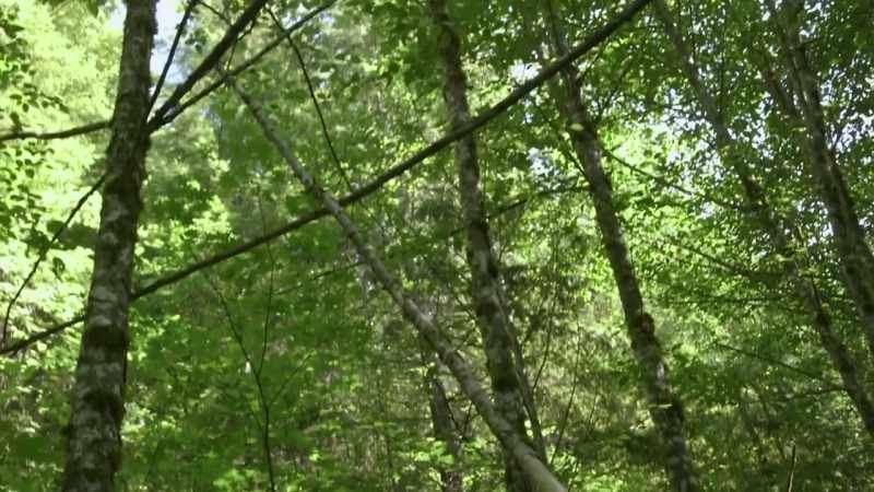 A tree climber would've taken that moss and torn it off