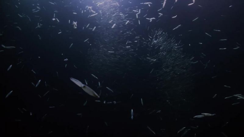 A trip to the shallows to mate by moonlight
