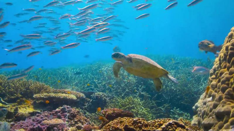 A turtle checks into the cleaning station