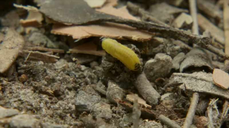 a very primitive behaviour among ants