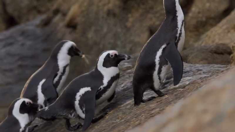 A waddle of full-bellied commuters