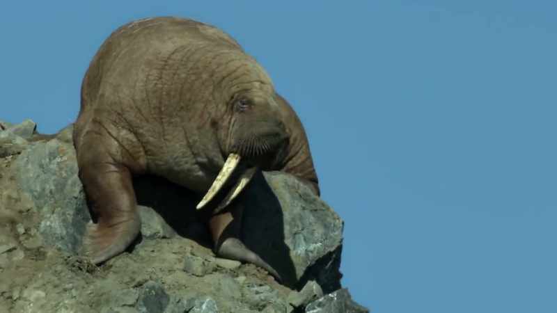 A walrus's eyesight out of water is poor