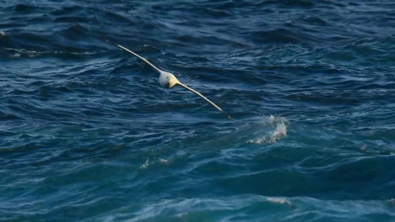 A wandering albatross is last to arrive