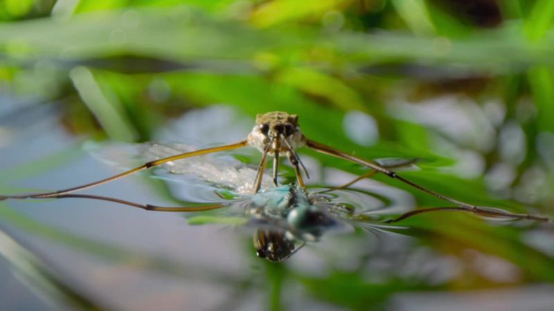 A water strider uses its proboscis to puncture the tough exoskeleton